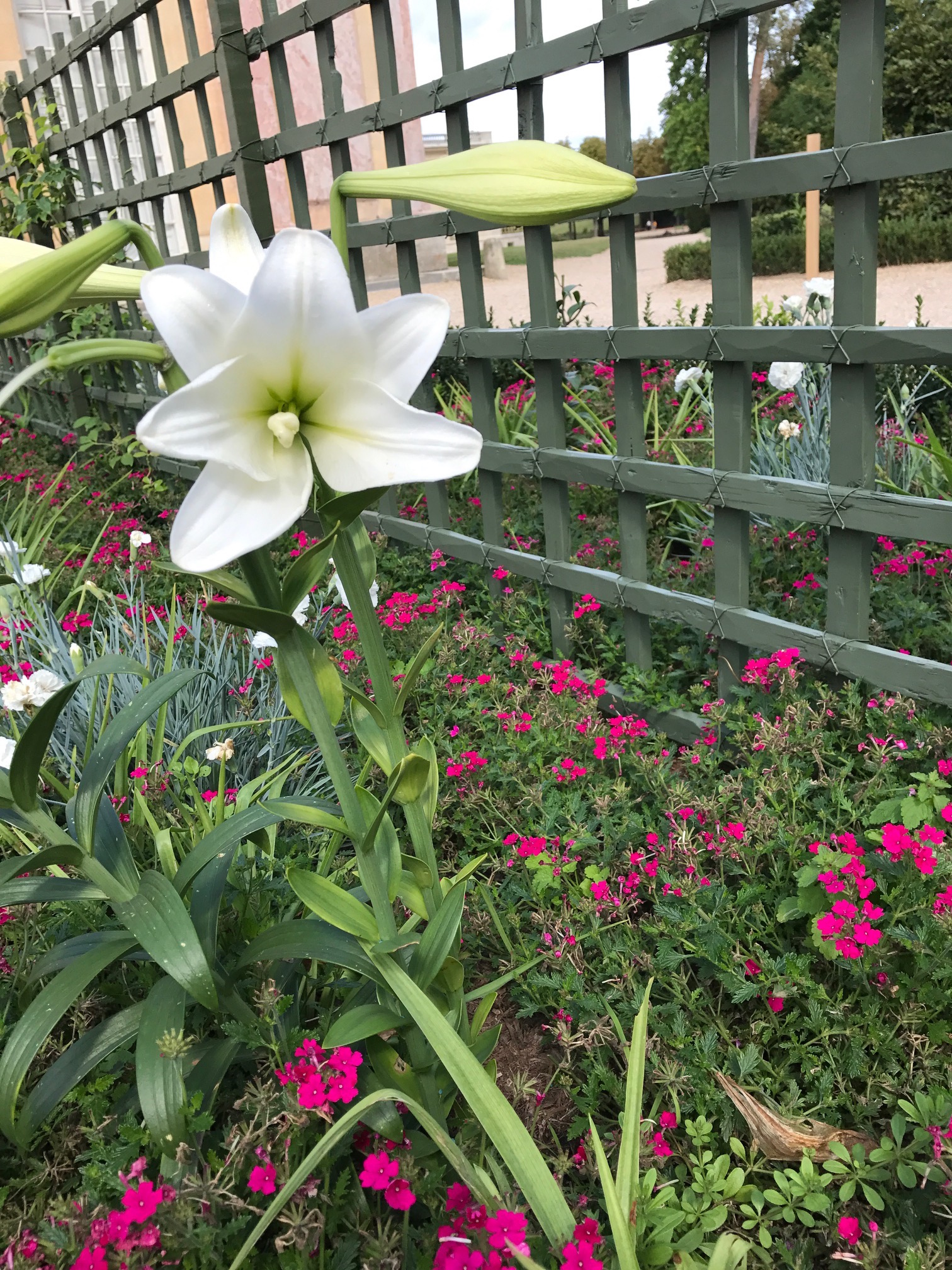 Wilde flowers and lily