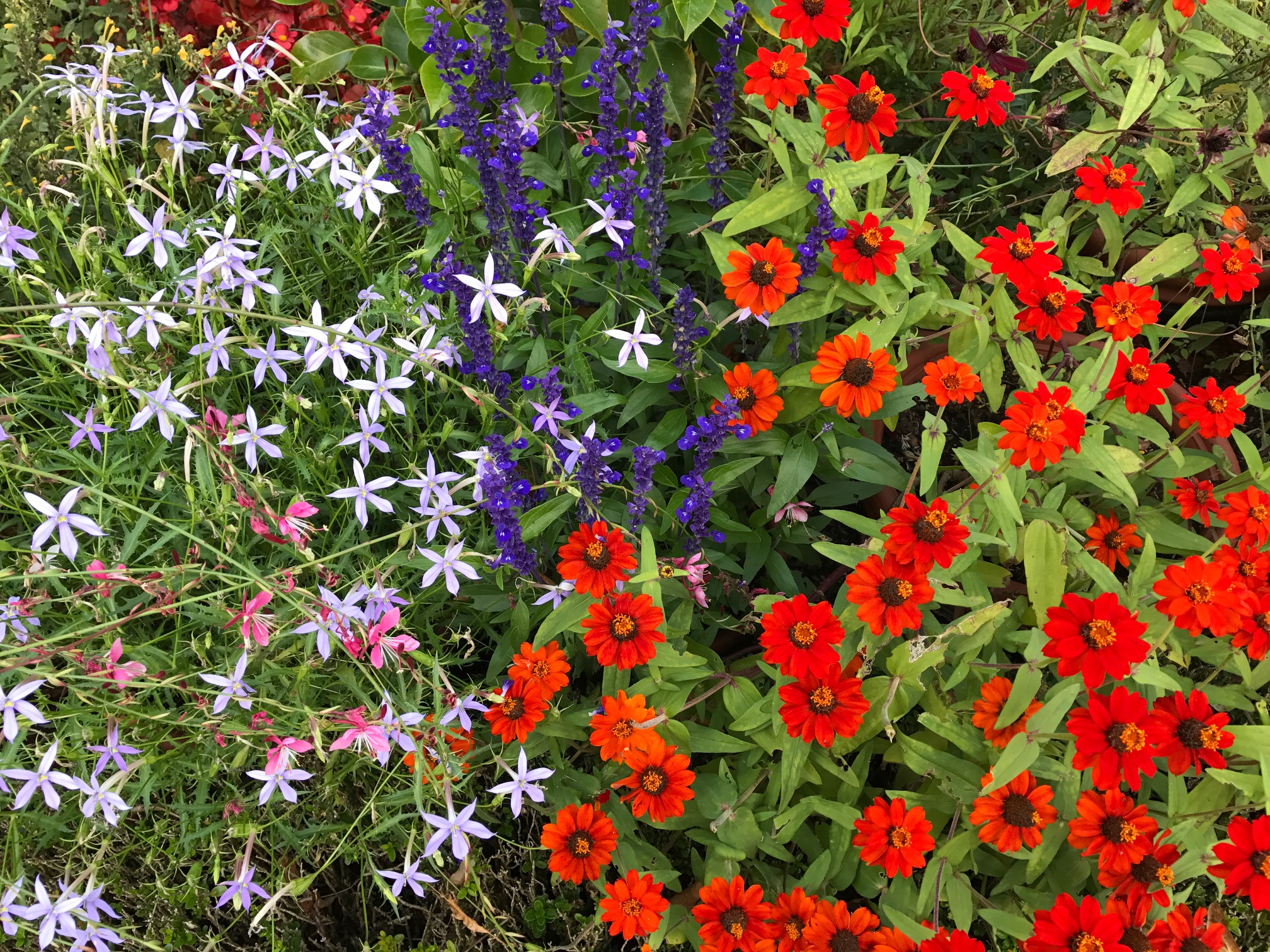 Wild flowers at Marie Antoinette Farm in Versailles